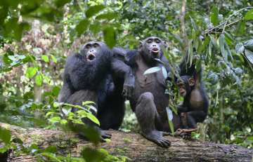 Human dancing skills may have evolved from Chimpanzees