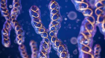 Father's X chromosome holds clues to autoimmune disease in women