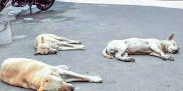 dogs, tortured, dead dogs, agra