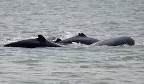 Dolphin carcasses washed ashore at Pentha beach in Odisha