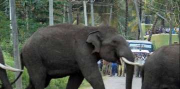 Indian injured in elephant attack in Sri Lanka