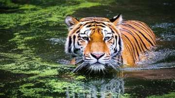 ?Sumatran tiger foetuses found in jar in Indonesia