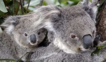 More than 2,000 koalas killed in Australia bushfires