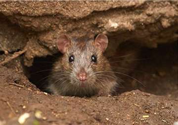 Rats more social than previously believed: Study