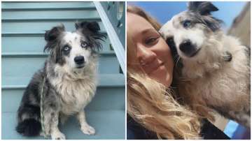 Woman is offering a $7,000 reward and has hired a plane to fly over the city to search for her blue-eyed miniature Australian Shepherd stolen from outside a grocery store last weekend.