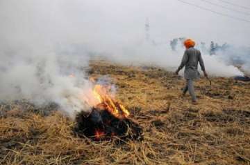 Stubble burning (Picture for representation)