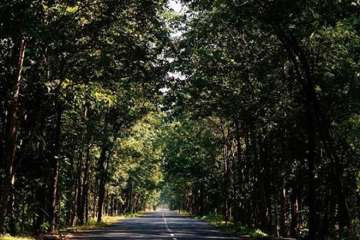 Man saves over 1000 trees with the help of 'God' in Uttar Pradesh (Representational image)