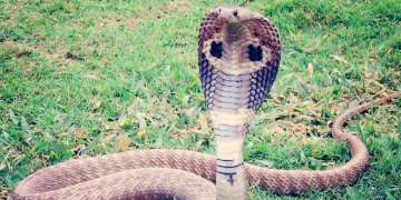 Uttar Pradesh cobra attack