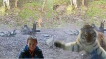A tiger jumped on a 7-year-old boy at Dublin Zoo while he posed for a picture