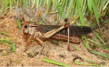 Locusts spotted in 3 districts of Punjab; farmers worried