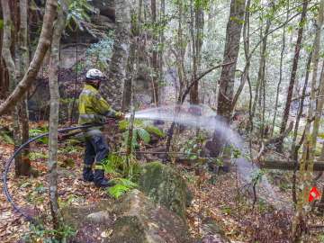 In this photo taken early January 2020, and provided Thursday, Jan. 16, 2020, by the NSW National Parks and Wildlife Service, Wollemi pines tower above the forest floor in the Wollemi National Park, New South Wales, Australia. Specialist firefighters have saved the world’s last remaining wild stand of a prehistoric tree from wildfires that razed forests west of Sydney
 