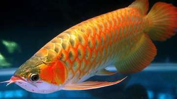 Vastu Tips: Keep Arowana fish at home for good luck