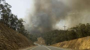 australia bushfires, australia bushfires relief, icc, shane warne