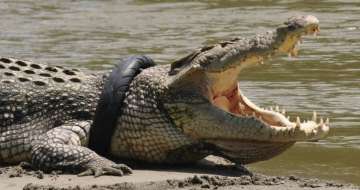 Indonesia offers reward for plucking tyre off giant crocodile