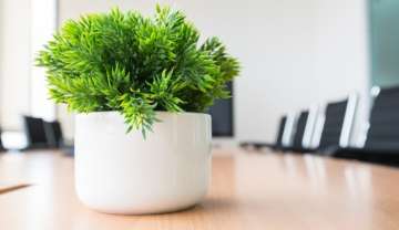 desk plant