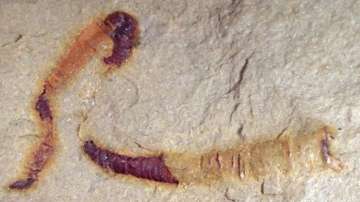 Scientists discover 550-million year old fossilized digestive tract