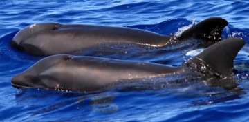 Rare deep-sea dolphins wash up on Australian beach