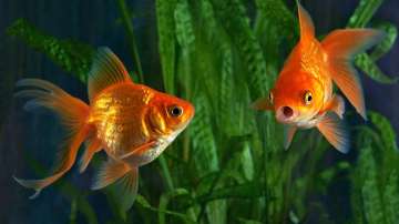 Vastu Tips: Keeping Goldfish at home brings good luck