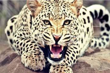 Villagers mow down leopard, third in a week in UP