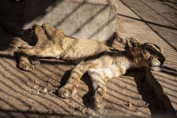 In this Tuesday, Jan. 21 photo, a malnourished lion rests in a zoo in Khartoum, Sudan. With the staff at the destitute Al-Qurashi Park, as the zoo in Khartoum is known, unable to feed and look after the animals, many have died off or were evacuated, leaving only three skeletal lions. (AP Photo)
 