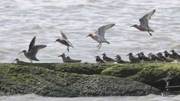 Largest bird die-off ever linked to marine heat wave: Study