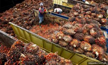 Palm Oil Imports: 30,000 tonnes of palm oil stuck at Indian ports after Malaysia import curbs 