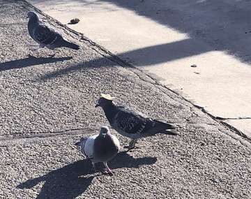 Pigeon wearing tiny sombrero discovered in Reno