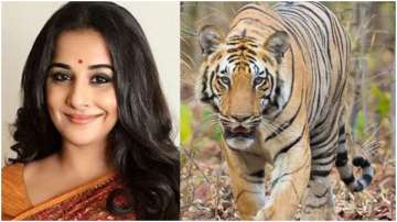 Vidya Balan to play forest officer in film based on Maharashtra's tigress Avni?