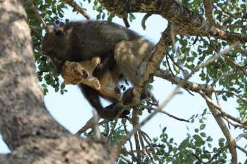 baboon grooms lion cub, lion cub and baboon, baboon and lion cub, rare pictures, unusual sight, rare