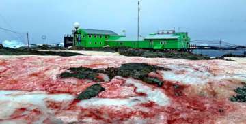Blood-red snow in Antarctica