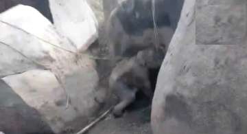 Elephant stuck between boulders rescued in Assam