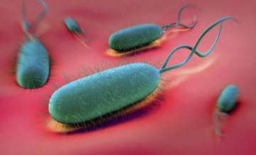 Researchers find novel device to detect harmful bacteria in food sample