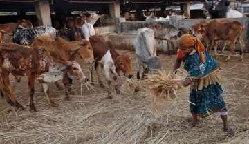 Sitharaman announces 16 action points to focus on blue economy and animal husbandry