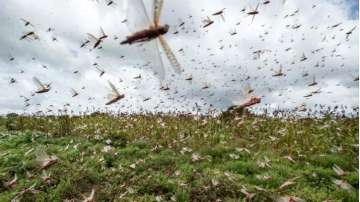 Pakistan declares national emergency to battle locusts