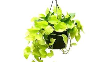 Vastu Tips: Keeping Money Plant in the house helps keep negativity away