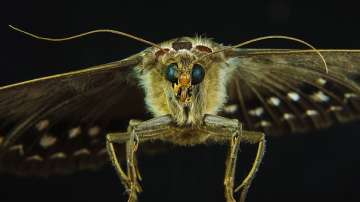 Noise-cancelling scales in moths help evade bats: Study