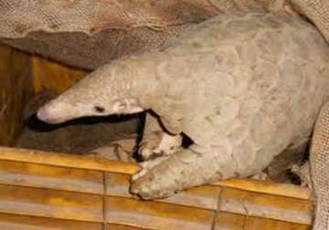 After snakes and bats, Chinese scientists now suspect pangolins may be an intermediate host of the n