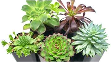 Vastu Tips: Placing plants in south-west direction attracts negative energy
