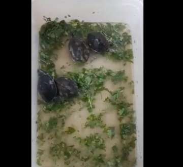 4 Rare tent turtles found in Delhi's ISBT