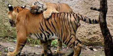 Zoos housing large, iconic animals see more visitors: Study