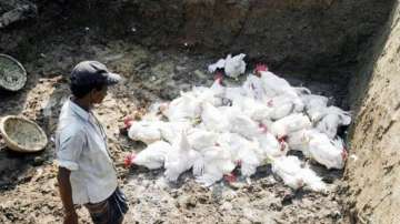 Poultry industry reeling under coronavirus impact