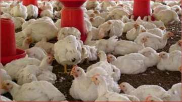 After outbreak in Kozhikode, bird flu affects Malappuram