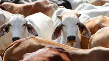 Coronavirus: People consume cow urine in Kolkata