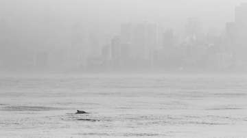 Videos of dolphins off Mumbai coast go viral amid coronavirus