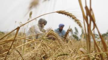 Rain, hailstorm flatten wheat crop in parts of Punjab