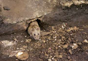 Hantavirus: Another virus emerges in China; everything you need to know