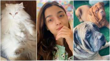 Alia Bhatt clicks pics of her cat and Ranbir Kapoor's dogs amid lockdown 