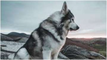 Game of Thrones direwolf dog dies of cancer