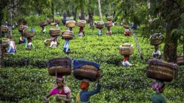 Coronavirus trouble for Indian tea, exports likely to be hit