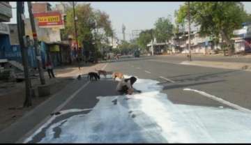 agra, man, milk, street, dogs